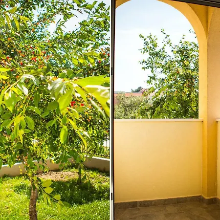 Olive Tree Spalato